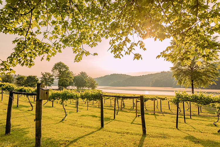 2021-05-19 Cover Cliffs Living - Lake Keowee, SC - Jack Robert Photography-19 (1)-vineyards